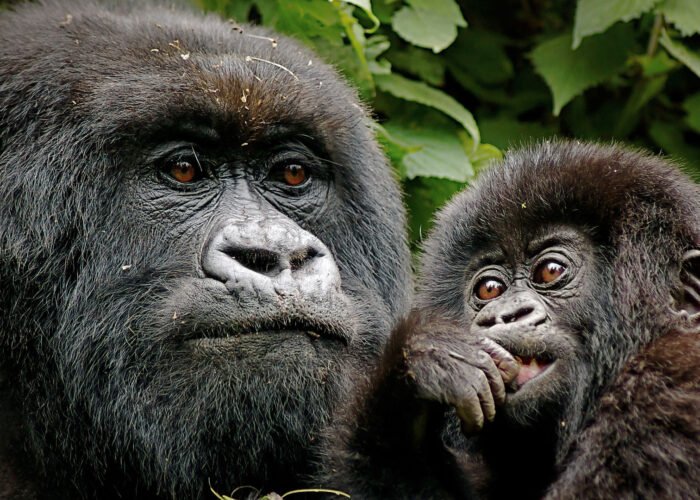 Bwindi Impenetrable National Park
