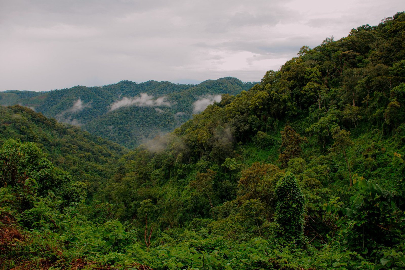 3-Day Bwindi Ultimate Mountain Gorilla Trekking Expedition Gallery 1